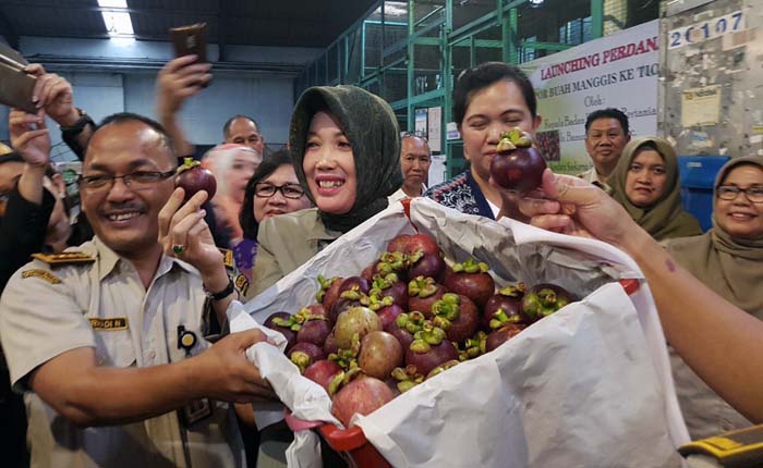 Manggis Tembus China, Penantian Lima Tahun Petani dan Eksportir